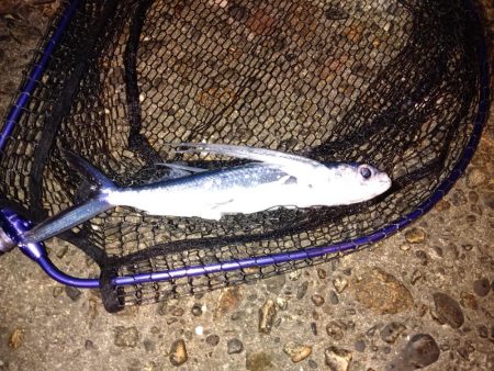 小ぶりながらもマゴチ